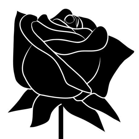 Black rose on white backgroundのイラスト素材