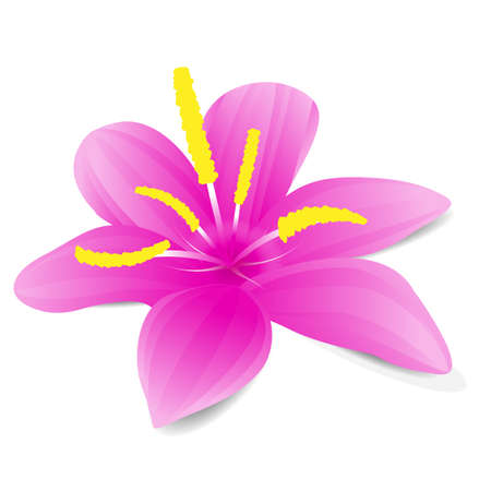 Pink flower with shadow on white backgroundのイラスト素材