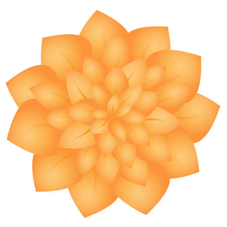 Orange flowers on a white backgroundの写真素材
