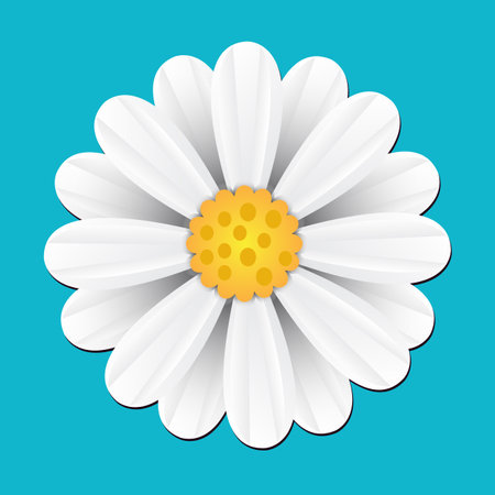 Cute white daisy chamomile flowerの写真素材