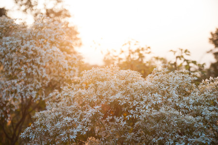 last lightの写真素材