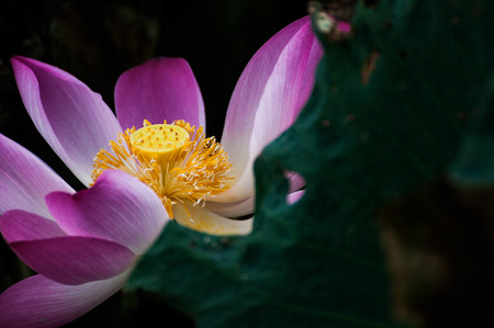 blooming lotusの写真素材