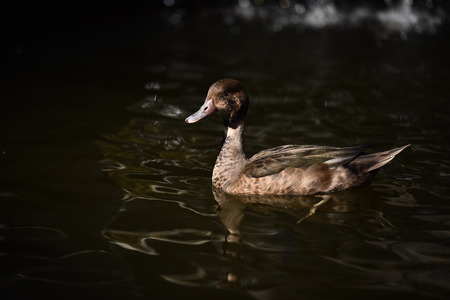 Ducks swimのeditorial素材