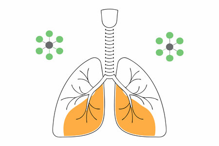 Human respiratory system lung structure pulmonary bronchioles and alveoli with capillary network illustration art on white backgroundのイラスト素材