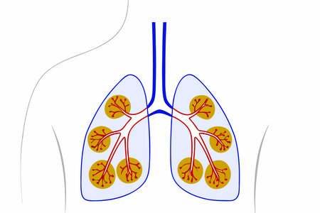 Human respiratory system lung structure pulmonary bronchioles and alveoli with capillary network illustration art on white backgroundのイラスト素材