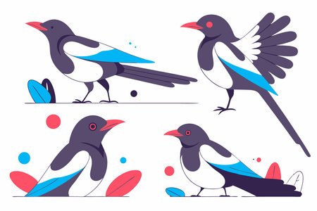 Magpie birds set Magpies in different poses illustration art on white backgroundのイラスト素材