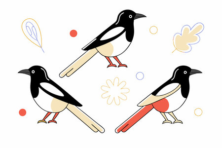 Magpie birds set Magpies in different poses illustration art on white backgroundのイラスト素材