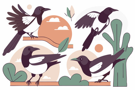 Magpie birds set Magpies in different poses illustration art on white backgroundのイラスト素材