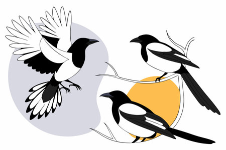Magpie birds set Magpies in different poses illustration art on white backgroundのイラスト素材