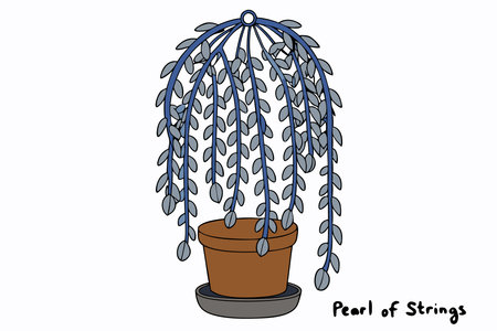 Pearl of Strings houseplant in hanging flower pot illustration art on white backgroundのイラスト素材