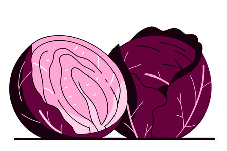 Cabbage watercolor paint concept illustration vector art on white backgroundのイラスト素材