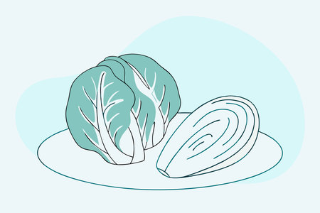 Cabbage watercolor paint concept illustration vector art on white backgroundのイラスト素材