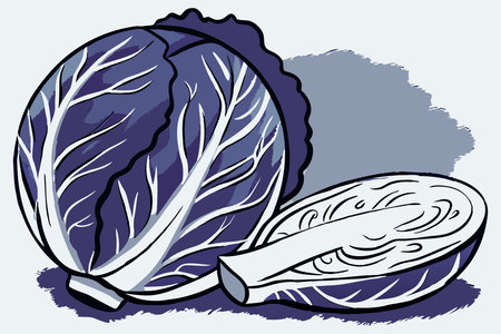 Cabbage watercolor paint concept illustration vector art on white backgroundのイラスト素材