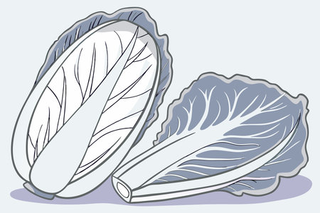 Cabbage watercolor paint concept illustration vector art on white backgroundのイラスト素材