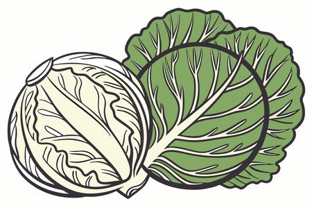 Cabbage watercolor paint concept illustration vector art on white backgroundのイラスト素材