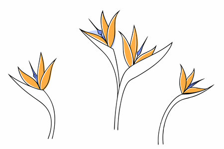 Heliconia flower watercolor paint collection concept illustration vector art on white backgroundのイラスト素材