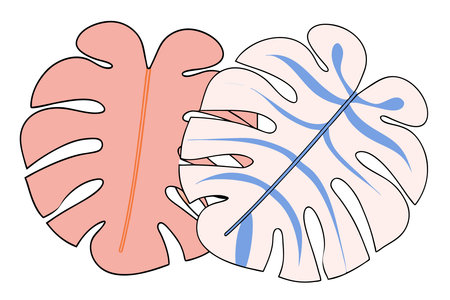 Illustration of monstera leaves on a white background. Vector illustration.のイラスト素材
