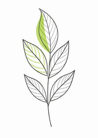 Minimalist Leaf on white backgroundのイラスト素材