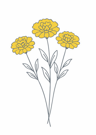 Minimalist Marigold flowers on white backgroundのイラスト素材