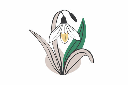 Minimalist Snowdrop on white backgroundのイラスト素材