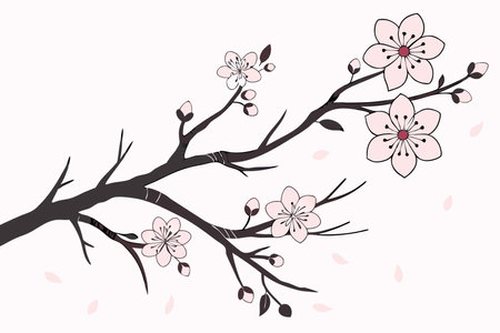 Minimalist Cherry blossom on white backgroundのイラスト素材