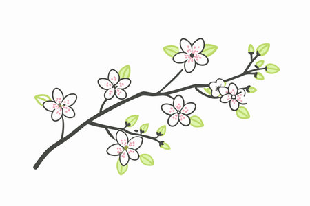 Minimalist Cherry blossom on white backgroundのイラスト素材