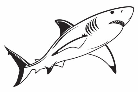 Minimalist shark on white backgroundのイラスト素材