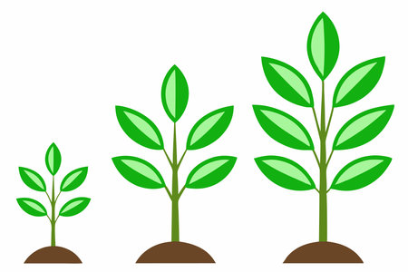 Growth stages The cycle of life Plant developmentのイラスト素材
