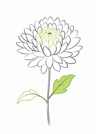 Minimalist Chrysanthemum on white backgroundのイラスト素材