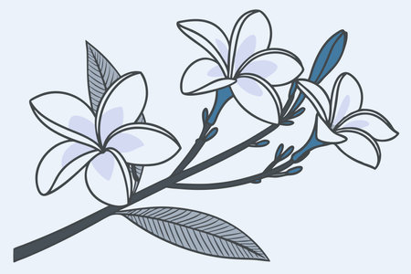 Minimalist Frangipani flower on white backgroundのイラスト素材