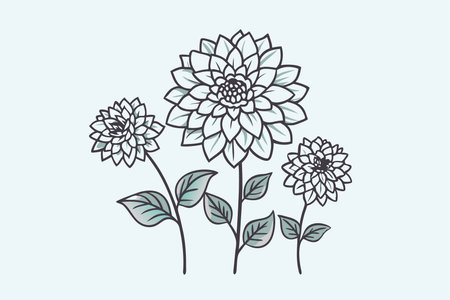 Minimalist Dahlias flower on white backgroundのイラスト素材