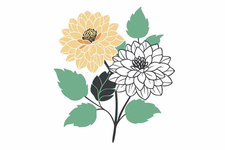 Minimalist Dahlias flower on white backgroundのイラスト素材