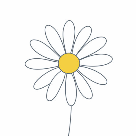 Minimalist Daisy or Camomile on white backgroundのイラスト素材