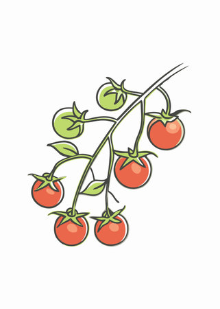 Minimalist Tomatoes on a branch on white backgroundのイラスト素材