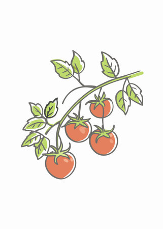 Minimalist Tomatoes on a branch on white backgroundのイラスト素材