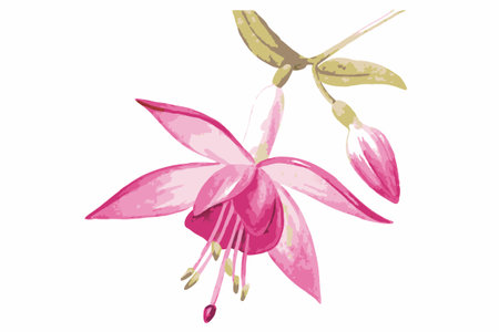 Watercolor flower on white background