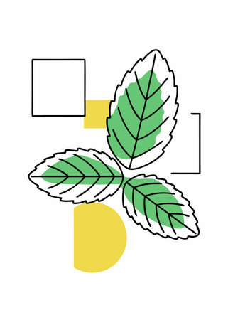 Minimalist Mint leaf on white backgroundのイラスト素材