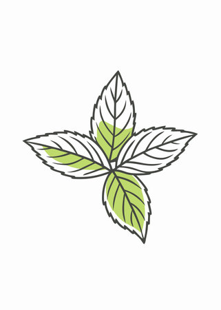 Minimalist Mint leaf on white backgroundのイラスト素材