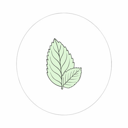 Minimalist Mint leaf on white backgroundのイラスト素材