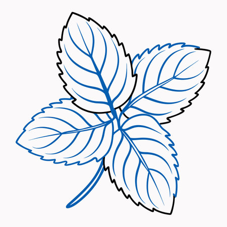 Minimalist Mint leaf on white backgroundのイラスト素材