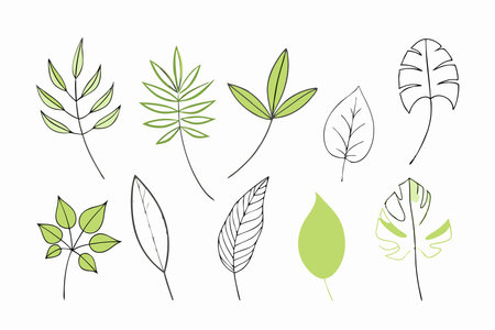 Exotic plant leaves collection on white backgroundのイラスト素材