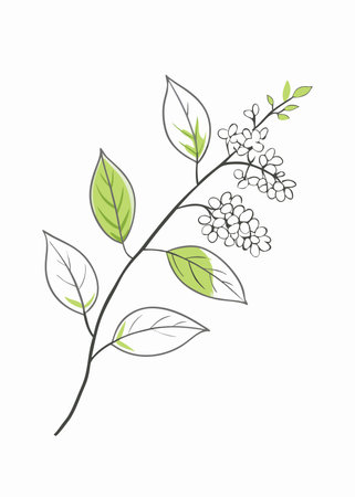 Minimalist Branch of bird cherry or lilac on white backgroundのイラスト素材