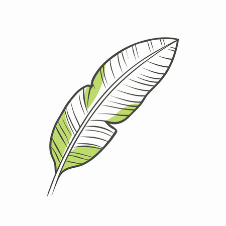 Minimalist Banana leaf on white backgroundのイラスト素材