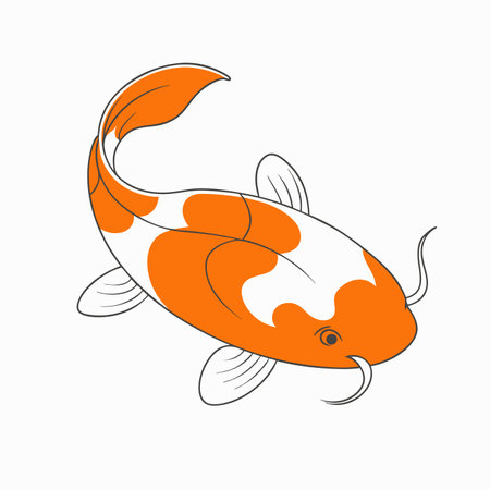 Minimalist Stylized Japanese Koi Fish on white backgroundのイラスト素材