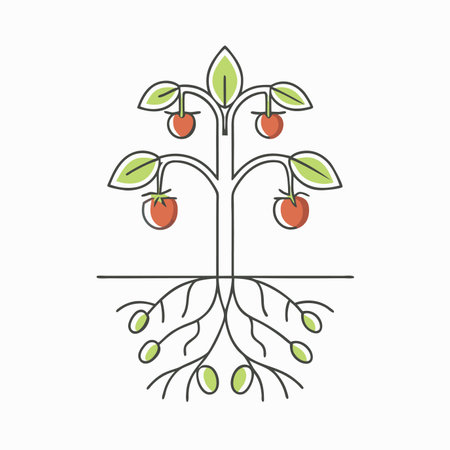Minimalist tomatoes plant with roots on white backgroundのイラスト素材
