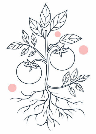 Minimalist tomatoes plant with roots on white backgroundのイラスト素材