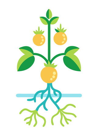 Minimalist tomatoes plant with roots on white backgroundのイラスト素材