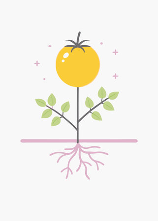 Minimalist tomatoes plant with roots on white backgroundのイラスト素材