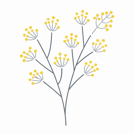 Minimalist Common baby's-breath plant on White Backgroundのイラスト素材