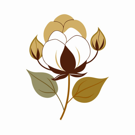 Minimalist Cotton Flower on White Backgroundのイラスト素材